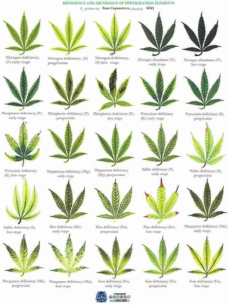 Plant Problem Chart