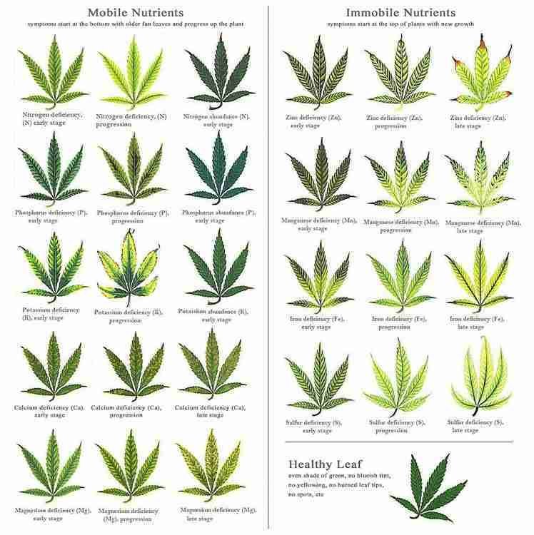 Marijuana Plant Nutrient Deficiency & Excess Diagram (Reference Chart)