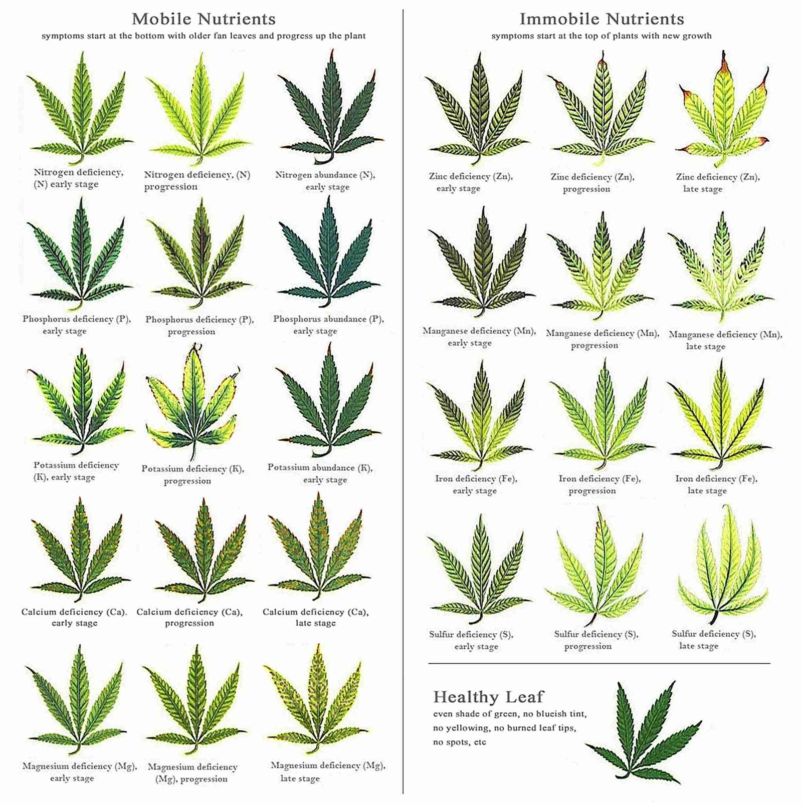 Cannabis Plant Growth Chart