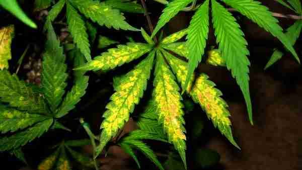 Nutrient Knowledge: Marijuana Plant Nutrient Deficiency & Excess Chart