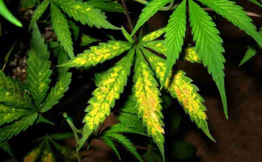 Marijuana Plant Nutrient Deficiency & Excess Diagram