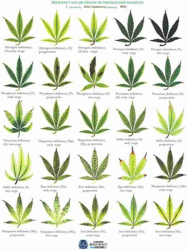 Nutrient Knowledge Marijuana Plant Nutrient Deficiency & Excess Chart