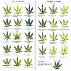 Nutrient Knowledge: Marijuana Plant Nutrient Deficiency &amp; Excess Chart