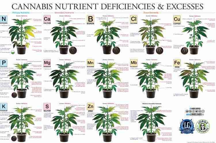 Marijuana Plant Nutrient Deficiency & Excess Diagram (Reference Chart)