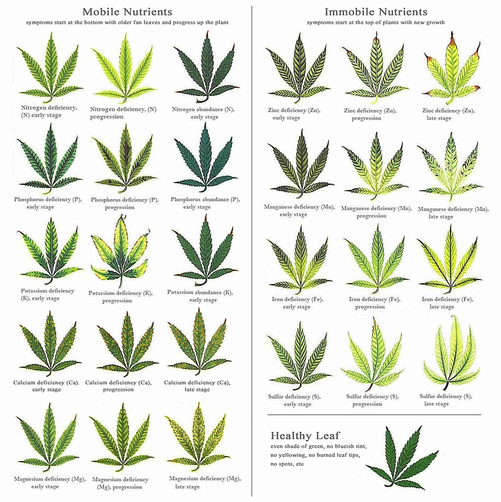 Nutrient Knowledge Marijuana Plant Nutrient Deficiency & Excess Chart